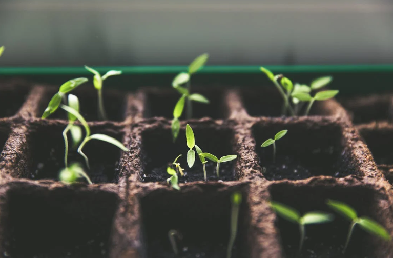 Indoor Seed starting