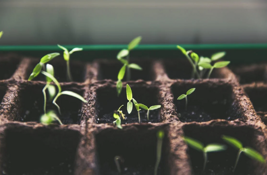 Indoor Seed starting