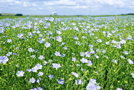 Field of Linen