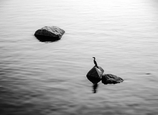 Bird on Rock in water